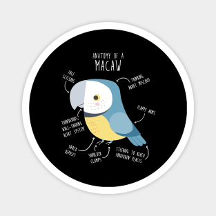 Blue and Gold Macaw Parrot Anatomy Magnet